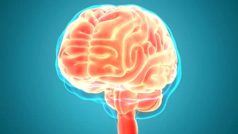 Central Organ of Human Nervous System Brain Anatomy Animation Concept 스톡 동영상 138183700