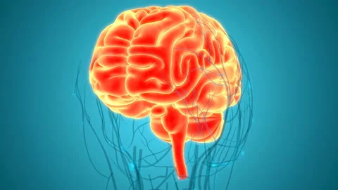 Central Organ of Human Nervous System Brain Anatomy Animation Concept Vídeo Stock 138183710