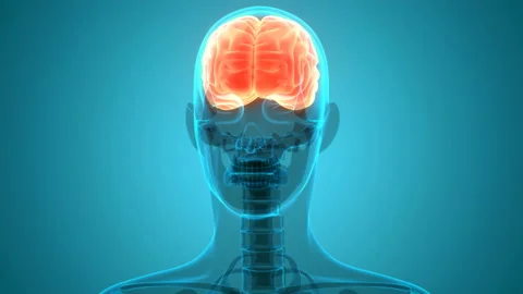 Central Organ of Human Nervous System Brain Anatomy Animation Concept Stock Footage