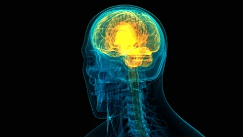 Central Organ of Human Nervous System Brain Anatomy Animation Concept Stock Footage 139033649