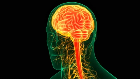 Central Organ of Human Nervous System Brain Anatomy Animation Concept 库存影片 139034114