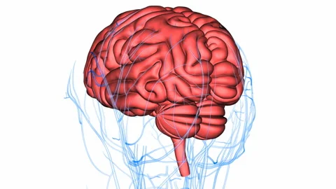 Central Organ of Human Nervous System Brain Anatomy Animation Concept Vídeo Stock 139554382