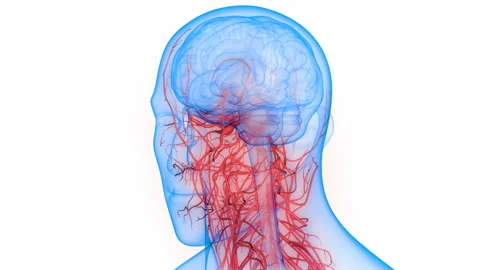 Central Organ of Human Nervous System Brain Anatomy Animation Concept 库存影片 139689038