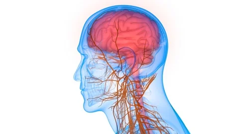 Central Organ of Human Nervous System Brain Anatomy Animation Concept Vídeos de archivo 141102535