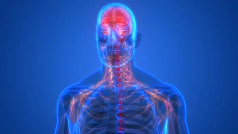 Central organ of Human Nervous System Brain Anatomy Animation Concept Видео 141425208