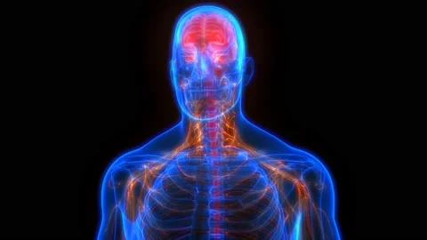 Central Organ of Human Nervous System Brain Anatomy Animation Concept Видео 141425218