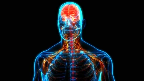 Central Organ of Human Nervous System Brain Anatomy Animation Concept 스톡 동영상 141425280