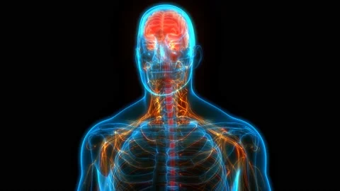 Central Organ of Human Nervous System Brain Anatomy Animation Concept Vídeo Stock 141425360