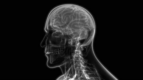 Central Organ of Human Nervous System Brain Anatomy Animation Concept Stock Footage 142244012