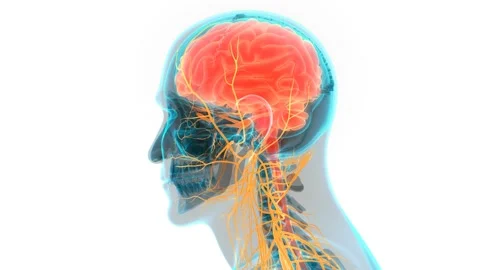 Central Organ of Human Nervous System Brain Anatomy Animation Concept 库存影片 142504886