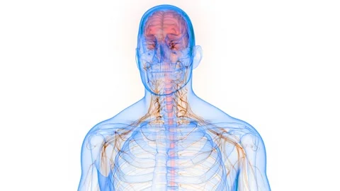 Central Organ of Human Nervous System Brain Anatomy Animation Concept Vidéo 144293837