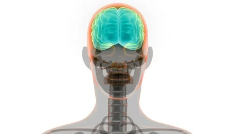 Central Organ of Human Nervous System Brain Anatomy Animation Concept Stock Footage 144357402