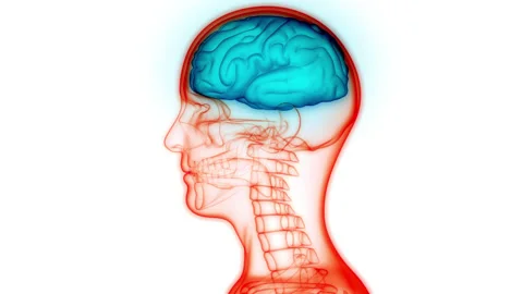 Central Organ of Human Nervous System Brain Anatomy Animation Concept 스톡 동영상 148309141