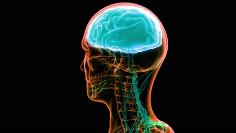 Central Organ of Human Nervous System Brain Anatomy Animation Concept 库存影片 148309414