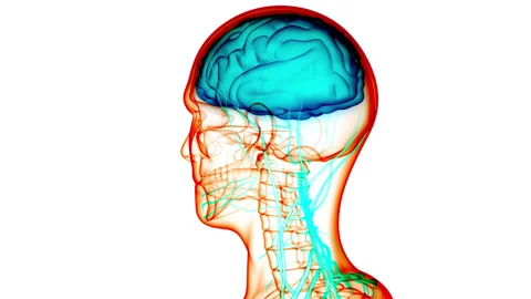 Central Organ of Human Nervous System Brain Anatomy Animation Concept Stockbeeldmateriaal 148310355