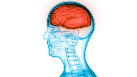 Central Organ of Human Nervous System Brain Anatomy Animation Concept Видео 148311529