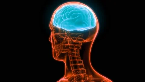 Central Organ of Human Nervous System Brain Anatomy Animation Concept Видео 148311542
