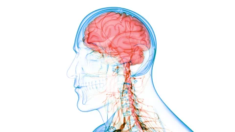 Central Organ of Human Nervous System Brain Anatomy Animation Concept 库存影片 150136991