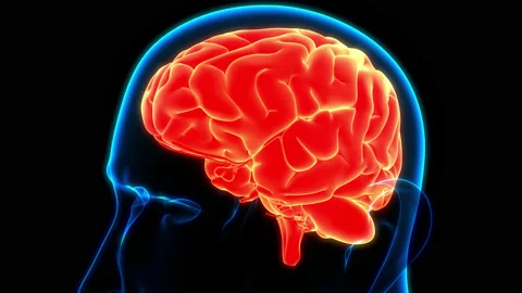 Central Organ of Human Nervous System Brain Anatomy Animation Concept Видео 154749672