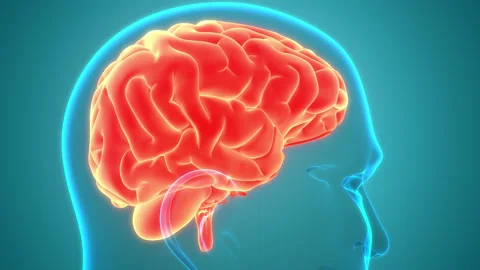Central Organ of Human Nervous System Brain Anatomy Animation Concept Stock Footage 154950535