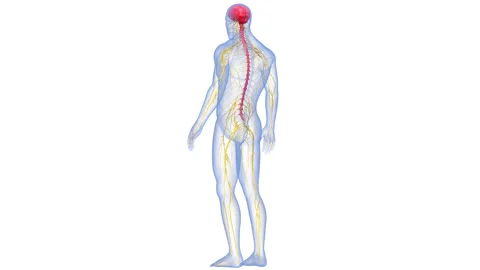 Central Organ of Human Nervous System Brain Anatomy Animation Concept Vidéo 155717919