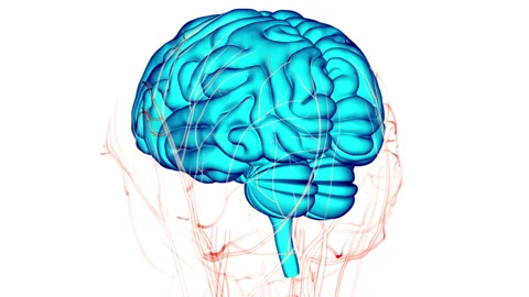 Central Organ of Human Nervous System Brain Anatomy Animation Concept 库存影片 156179962