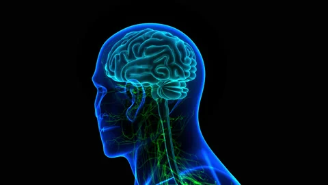 Central Organ of Human Nervous System Brain Anatomy Animation Concept 库存影片 158190939