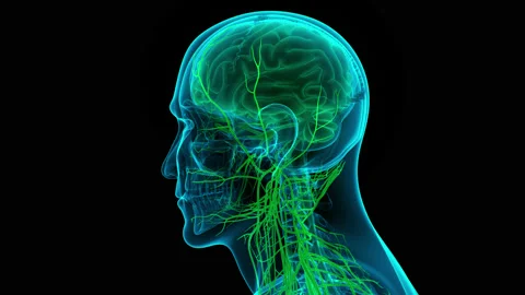 Central Organ of Human Nervous System Brain Anatomy Animation Concept 库存影片 161053007