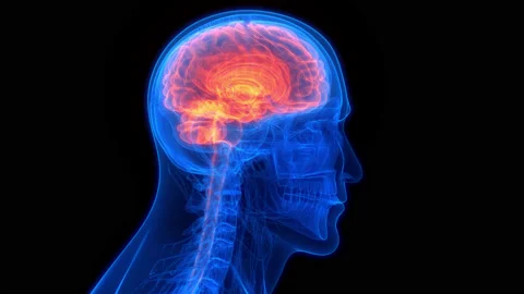 Central Organ of Human Nervous System Brain Anatomy Animation Concept Vídeos de archivo 161053010