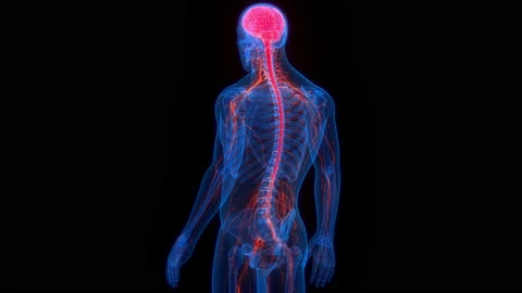 Central Organ of Human Nervous System Brain Anatomy Animation Concept Vídeos de archivo 161053020