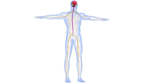 Central Organ of Human Nervous System Brain Anatomy Animation Concept 스톡 동영상 161053734