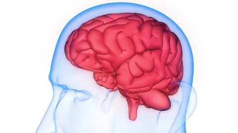 Central Organ of Human Nervous System Brain Anatomy Animation Concept Видео 161053751