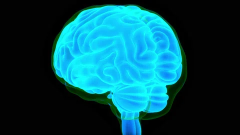 Central Organ of Human Nervous System Brain Anatomy Animation Concept Vidéo 163963953