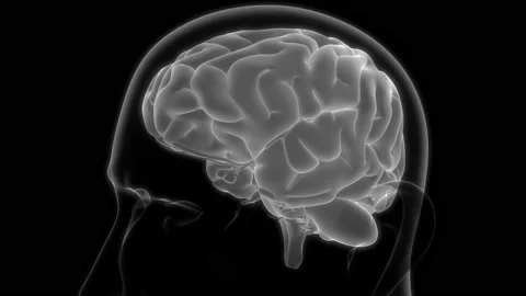 Central Organ of Human Nervous System Brain Anatomy Animation Concept Видео 163964443