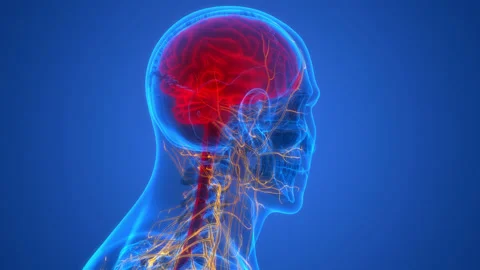 Central Organ of Human Nervous System Brain Anatomy Animation Concept Vídeos de archivo 163965193