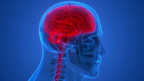 Central Organ of Human Nervous System Brain Anatomy Animation Concept 库存影片 163965326