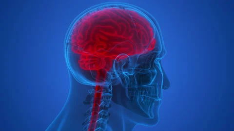 Central Organ of Human Nervous System Brain Anatomy Animation Concept 库存影片 163965547