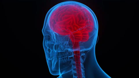 Central Organ of Human Nervous System Brain Anatomy Animation Concept Stock Footage 163965691