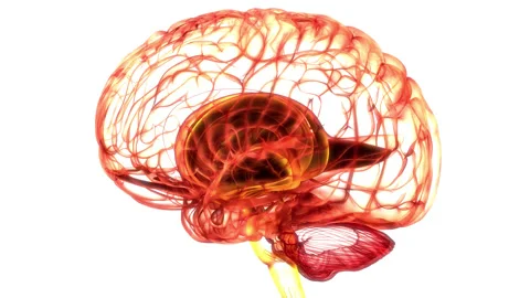 Central Organ of Human Nervous System Brain Anatomy Animation Concept Stock-Footage 165346445
