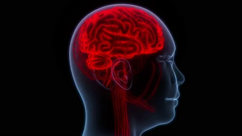 Central Organ of Human Nervous System Brain Anatomy Animation Concept 库存影片 165814587