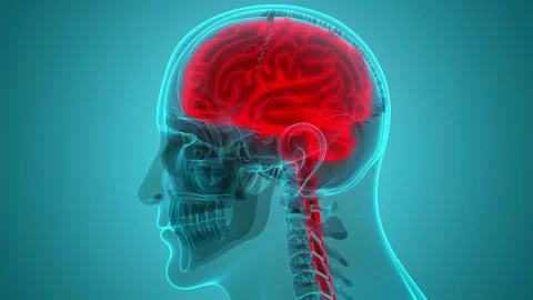 Central Organ of Human Nervous System Brain Anatomy Animation Concept Видео 165815075