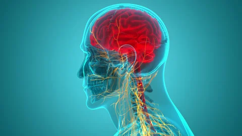 Central Organ of Human Nervous System Brain Anatomy Animation Concept Stockbeeldmateriaal 165815373