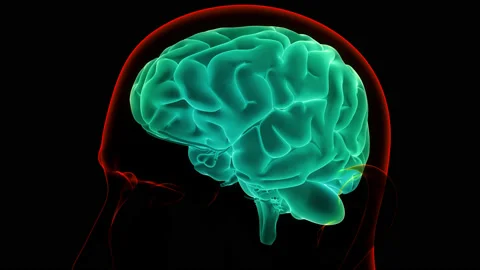 Central Organ of Human Nervous System Brain Anatomy Animation Concept Vídeo Stock 166131001