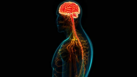 Central Organ of Human Nervous System Brain Anatomy Animation Concept 库存影片 169632022