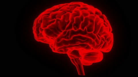Central Organ of Human Nervous System Brain Anatomy Animation Concept Vídeos de archivo 169632050
