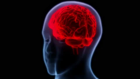 Central Organ of Human Nervous System Brain Anatomy Animation Concept Vídeos de archivo 169632472