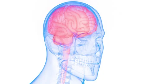 Central Organ of Human Nervous System Brain Anatomy Animation Concept Vídeos de archivo 169633664
