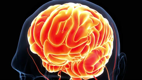 Central Organ of Human Nervous System Brain Anatomy Animation Concept Vidéo 169636588