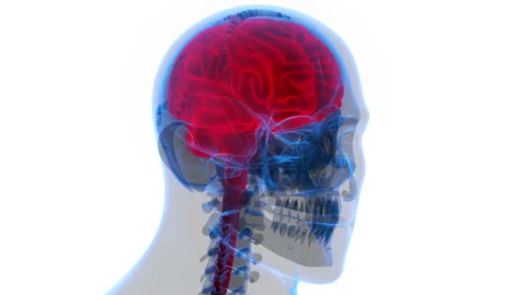 Central Organ of Human Nervous System Brain Anatomy Animation Concept Vídeos de archivo 169637591