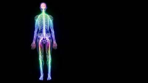 Central Organ of Human Nervous System Brain Anatomy. Human Nervous System Stock Footage 194379828